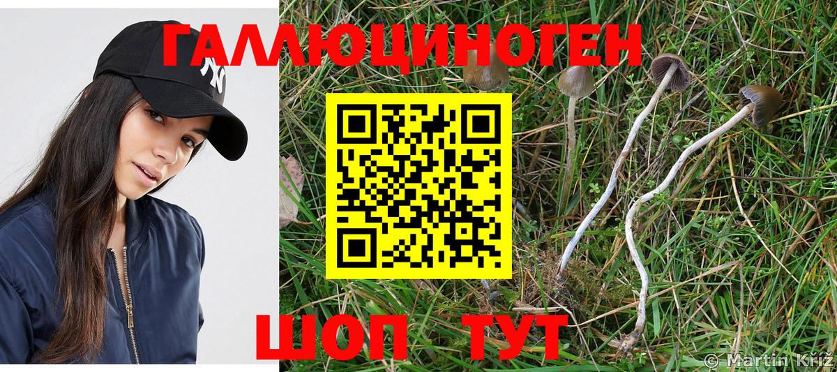 наркотики  Псилоцибиновые грибы ЛСД  Кстово  Вход с VPN  Псилоцибиновые грибы Psilocybine cubensis 